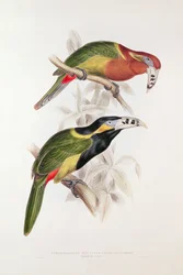 Aracari dal becco maculato, XIX secolo (litografia a colori)